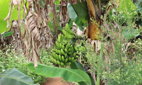 摘完香蕉后为什么要砍香蕉树,香蕉采摘时为什么砍树