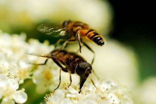 蜜蜂怕不怕烟熏,蜜蜂烟