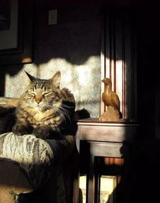 猫咪不经常晒太阳好不好「爱晒太阳的猫脾气一定不会差晒太阳对猫有啥好处不晒又怎样」