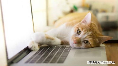猫睡在键盘上「猫咪喜欢睡电脑键盘怎么办网友的这个方法让人眼前一亮」