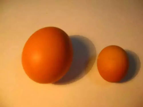 影响蛋重的因素有哪些「蛋鸡蛋重的影响因素」