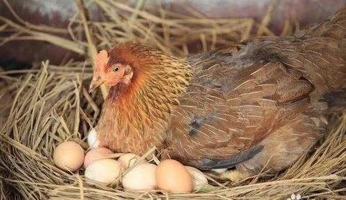 影响蛋重的因素有哪些「蛋鸡蛋重的影响因素」